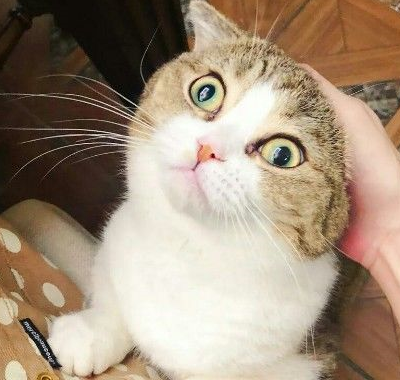 忍无可忍无须再忍,猫咪:把你的手拿开,本喵不要鱼干了