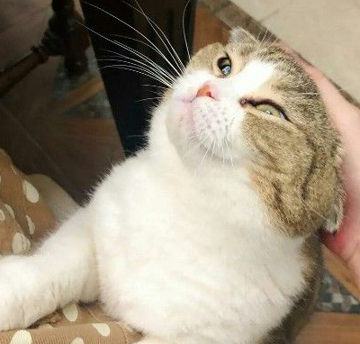 忍无可忍无须再忍,猫咪:把你的手拿开,本喵不要鱼干了