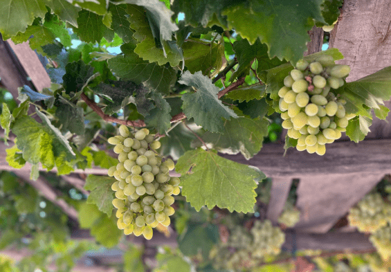 【转】南疆的十字路口,古龟兹国的国都所在,如今的库车异域风情浓郁