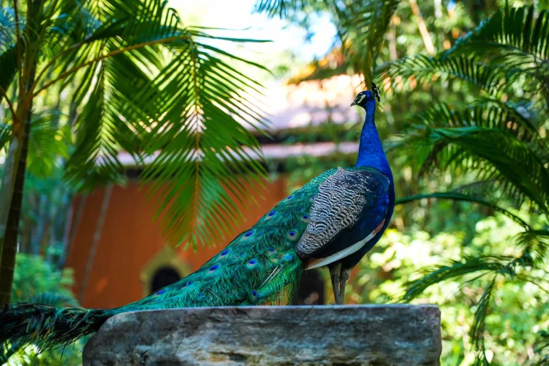 【转】除了三亚和版纳,中国还有一座边境城市非常适合过冬,人少物价低