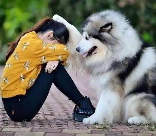 狗狗真能感受到主人的不开心吗