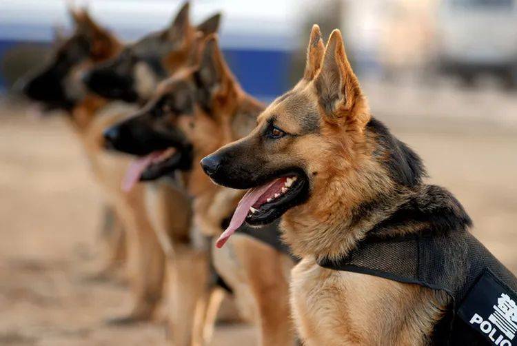汉字中的犬和狗有什么区别?为什么自谦用“犬”,骂人用“狗”?