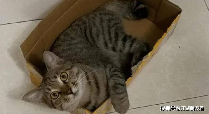 想养狸花猫吗?带你了解它的优点和缺点,希望你也喜欢它