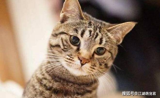 想养狸花猫吗?带你了解它的优点和缺点,希望你也喜欢它