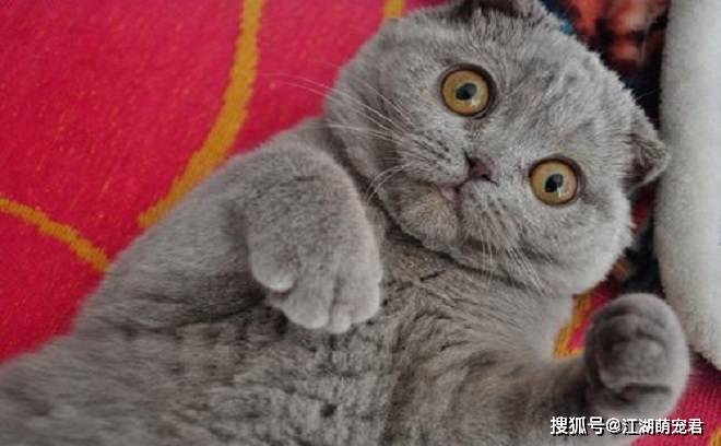 养了英短猫以后,不想养别的猫了,因为它有6个优点