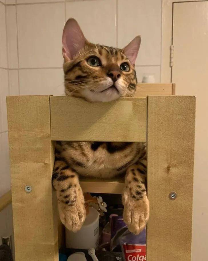 一组可爱温暖的猫咪图片:原来猫咪远比我们想象中的更依赖主人