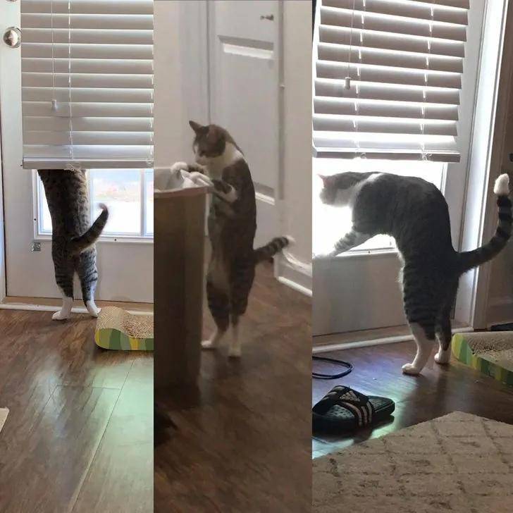 猫咪在家的迷惑行为大赏:论打发时间,我只服猫!