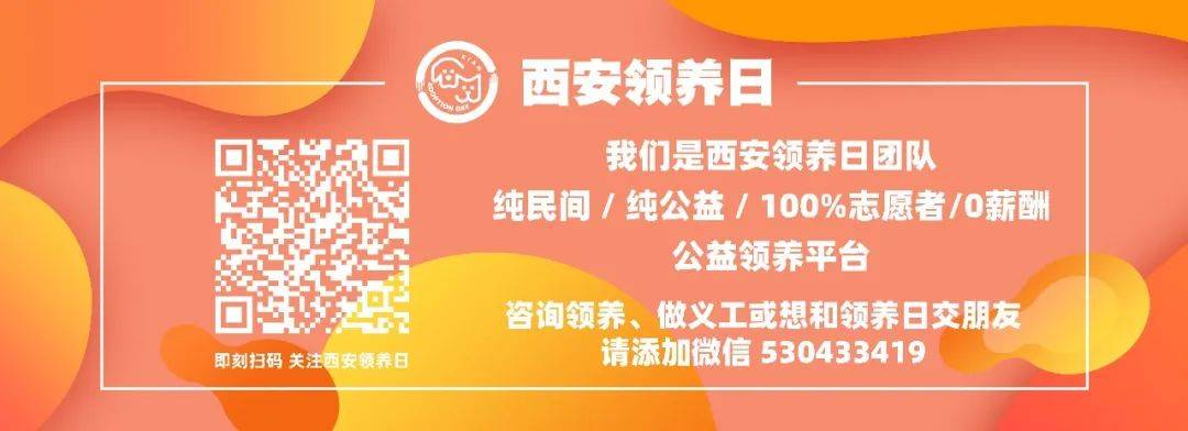 猫咪能感受到主人的不开心吗