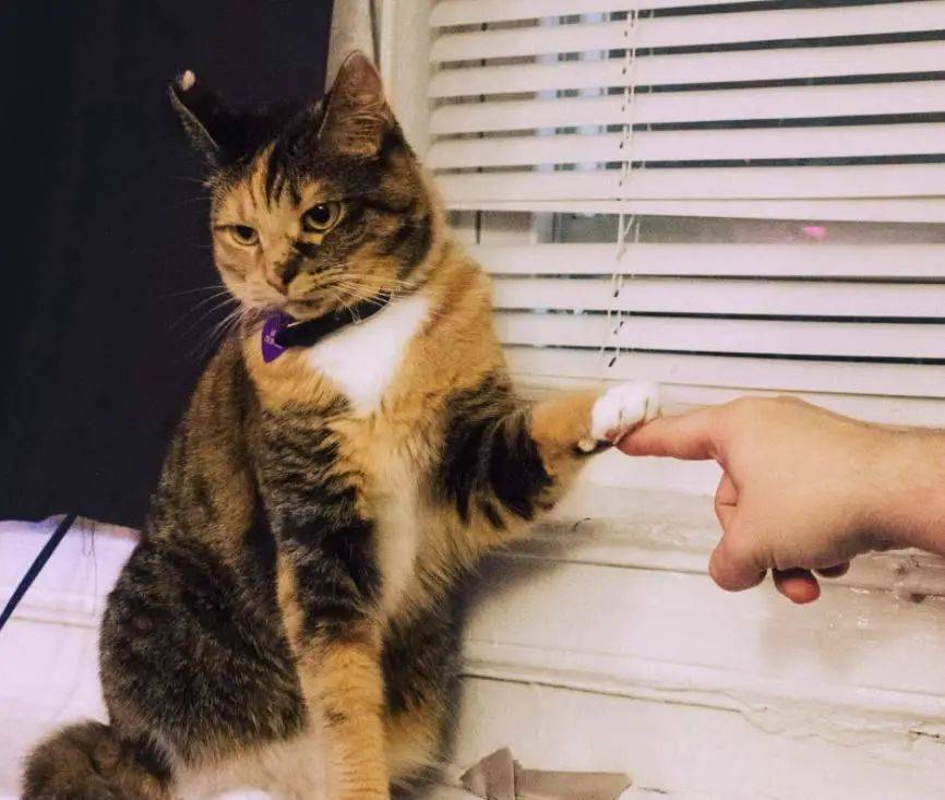 猫咪能感受到主人的不开心吗