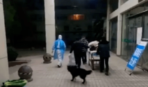 狗狗能忠诚到什么程度? 你我都没想到