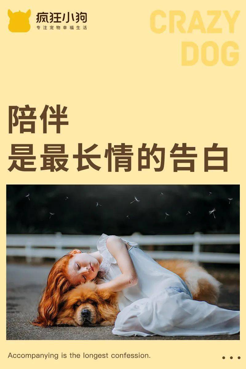 狗狗能忠诚到什么程度? 你我都没想到