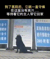 狗狗能忠诚到什么程度? 你我都没想到