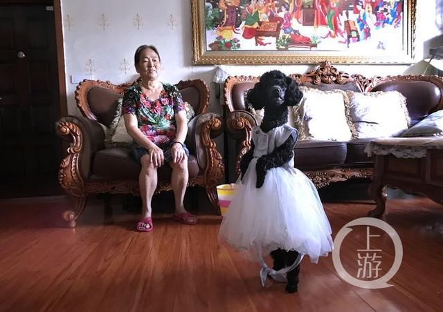 退休大妈把狗狗教成“乖女儿” 喜欢穿公主裙走“一字步”