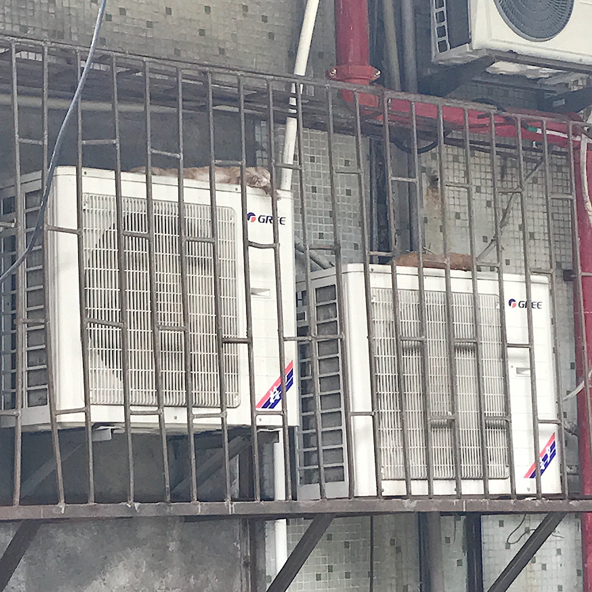 “你去广州做乜嘢?当然是食到呕啊”#广州顺德吃到扑街记#