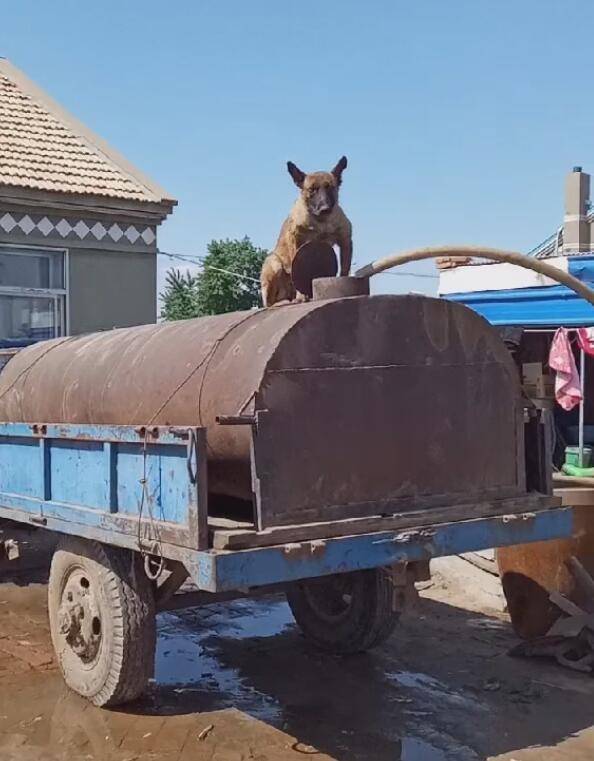 狗狗帮主人看守水车,高温脚板被烫焦,摊不上一个好主子!