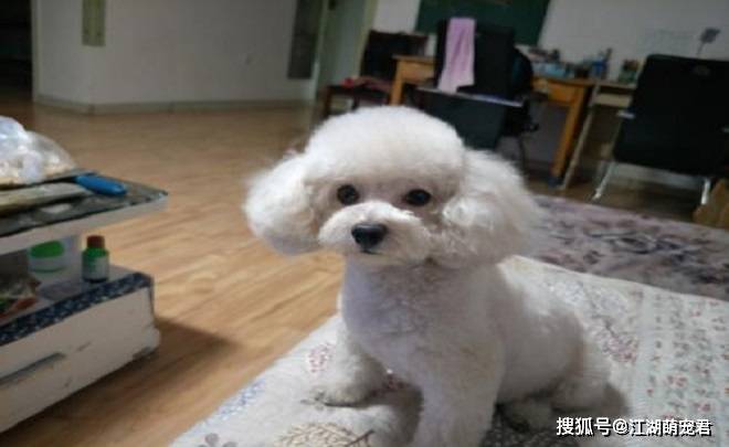 泰迪犯错怎么办?教你5种惩罚方法,有效还不伤害它