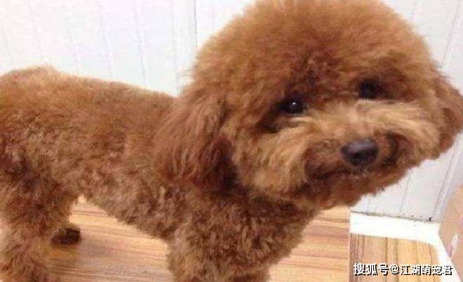 如果你打算养泰迪犬,这5件事情不要做,会伤害它