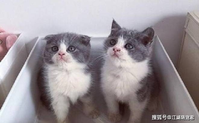 养了英短猫以后,不想养别的猫了,因为它有6个优点