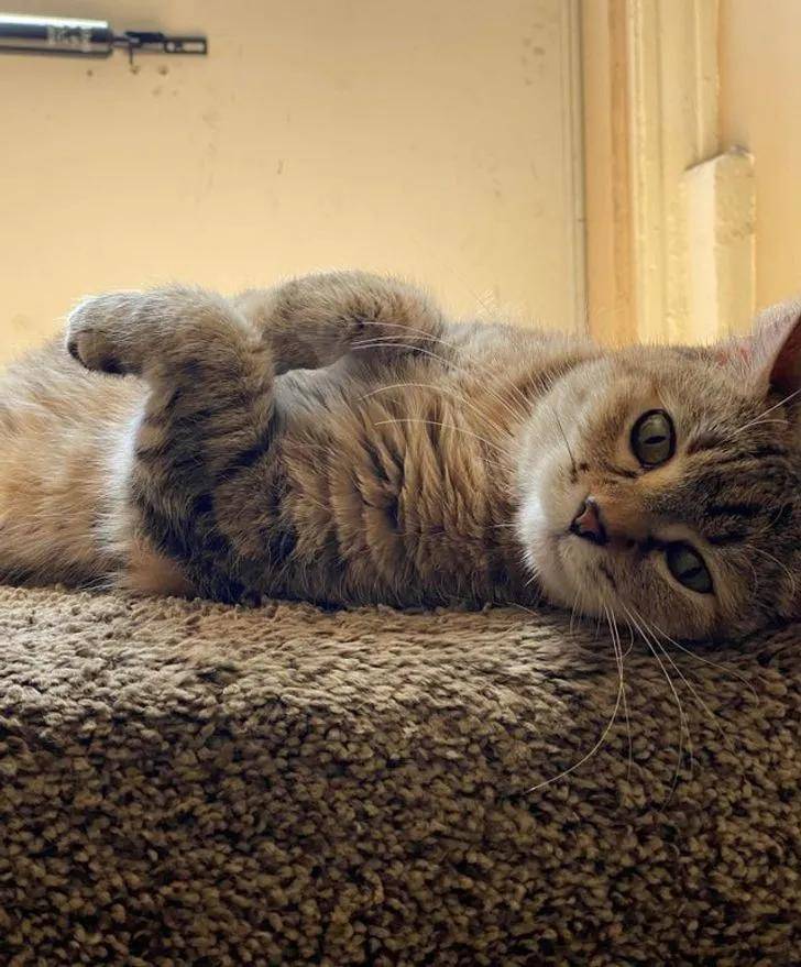 一组可爱温暖的猫咪图片:原来猫咪远比我们想象中的更依赖主人
