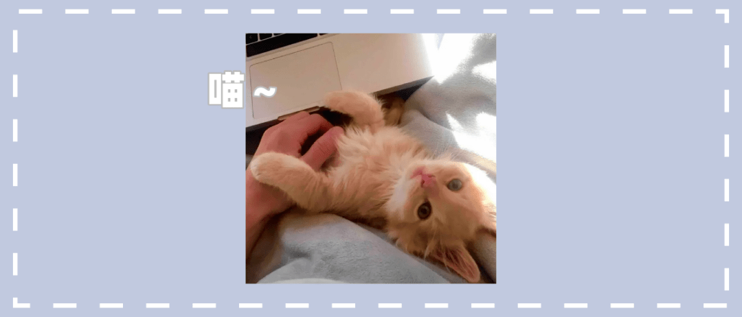 一组可爱温暖的猫咪图片:原来猫咪远比我们想象中的更依赖主人