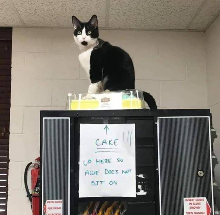 猫咪在家的迷惑行为大赏:论打发时间,我只服猫!