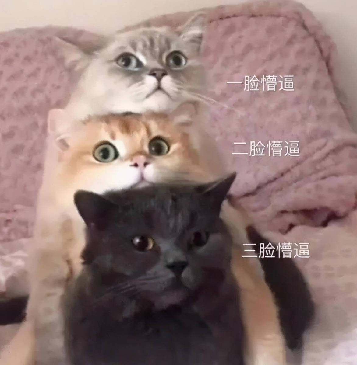 都说女追男隔层纱,有时候也不尽然