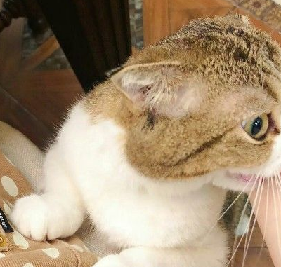 忍无可忍无须再忍,猫咪:把你的手拿开,本喵不要鱼干了