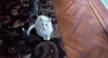 搞笑GIF:白猫:你个傻黑猫,别追了主人斗你呢!