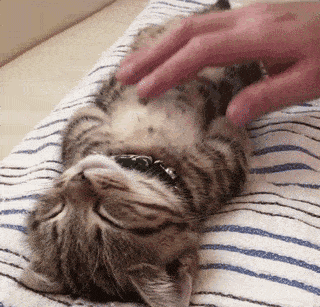 一组可爱温暖的猫咪图片:原来猫咪远比我们想象中的更依赖主人