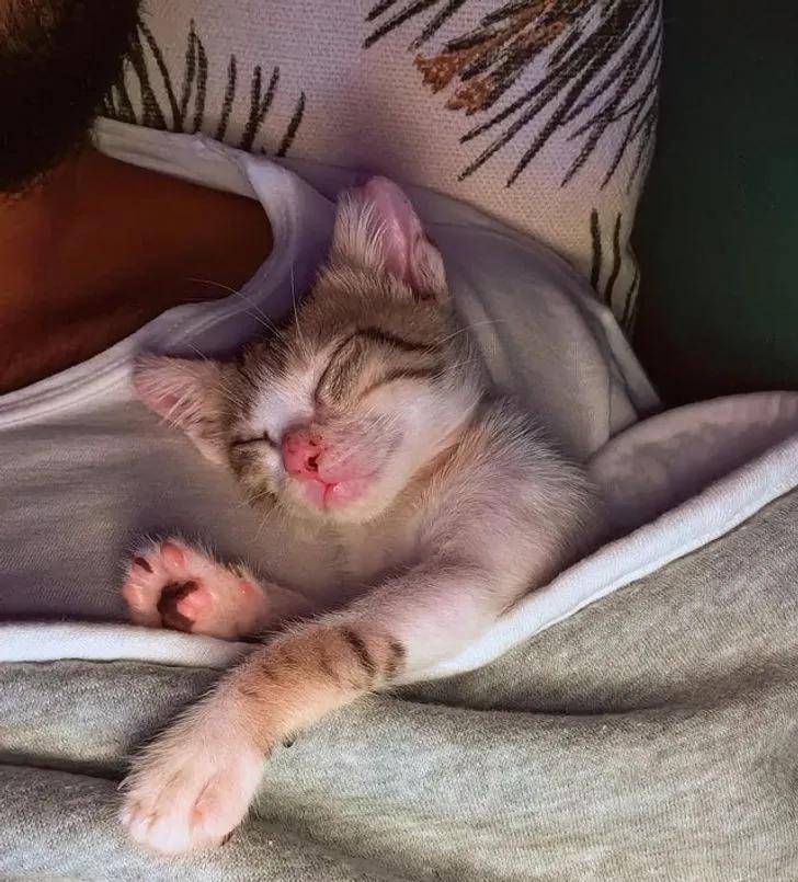 一组可爱温暖的猫咪图片:原来猫咪远比我们想象中的更依赖主人