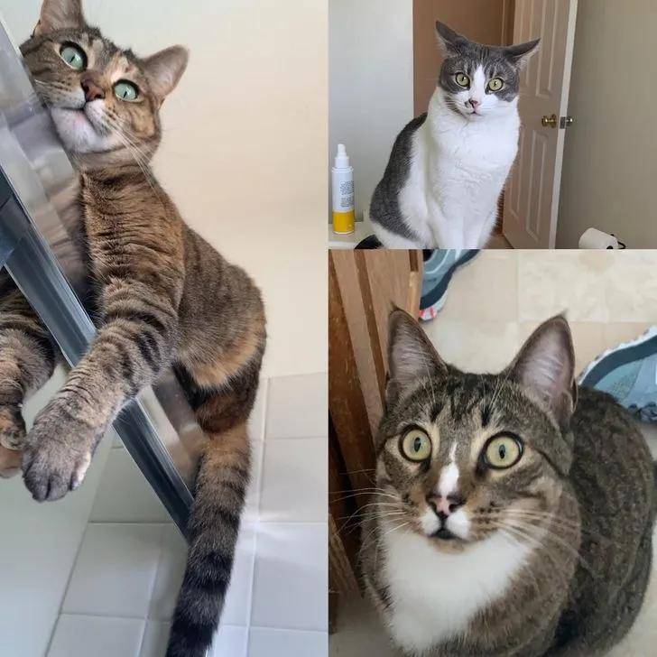 猫咪在家的迷惑行为大赏:论打发时间,我只服猫!