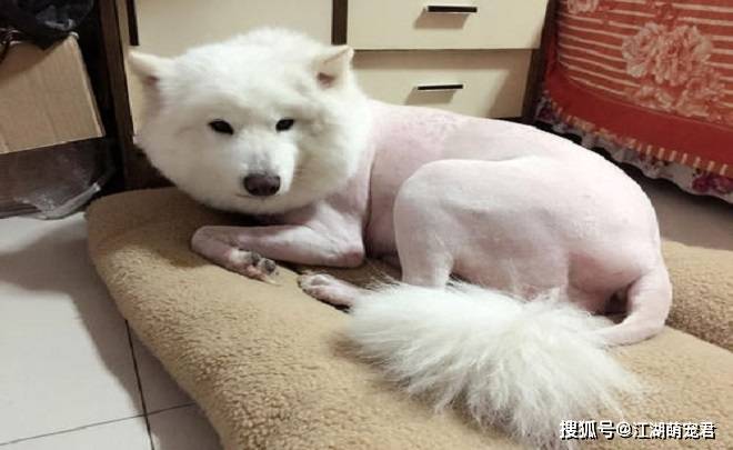 养了萨摩以后,我后悔了,因为它有7个缺点