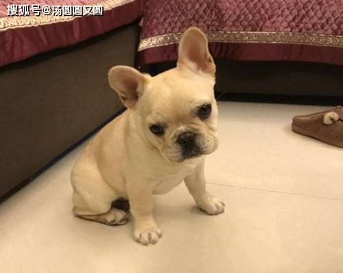 【养宠小知识】三个月法斗拉软便,是不是吃多了