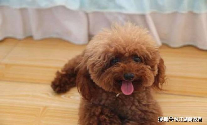 如果你打算养泰迪犬,这5件事情不要做,会伤害它