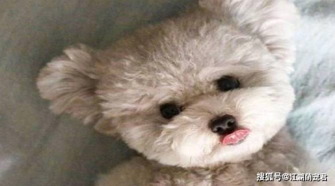如果你打算养泰迪犬,这5件事情不要做,会伤害它