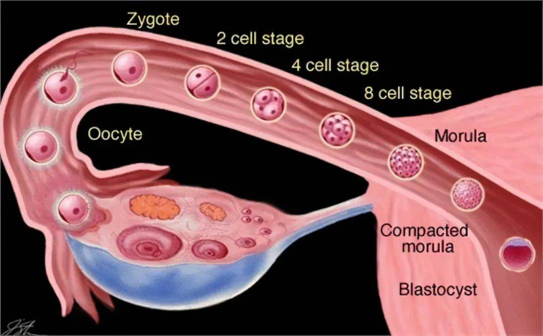 【花资】【转】不孕症要做哪些检查?了解这些接“好孕”