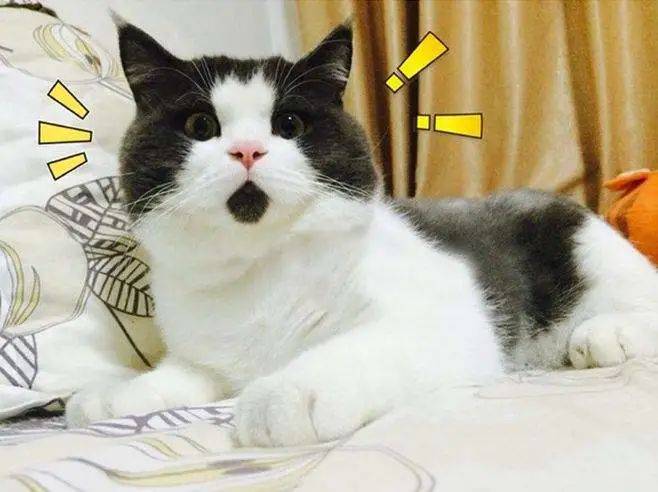 猫咪能感受到主人的不开心吗