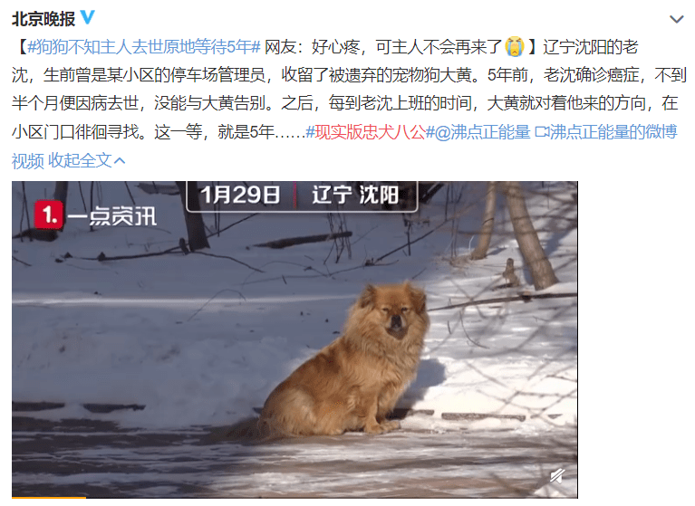 狗狗能忠诚到什么程度? 你我都没想到