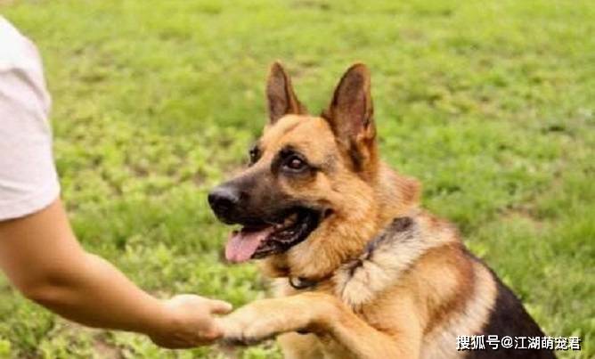 训练狗狗的5个方法,宠主赶紧看看,对你养狗有很大的帮助