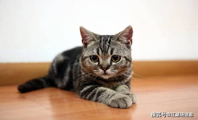 想养狸花猫吗?带你了解它的优点和缺点,希望你也喜欢它