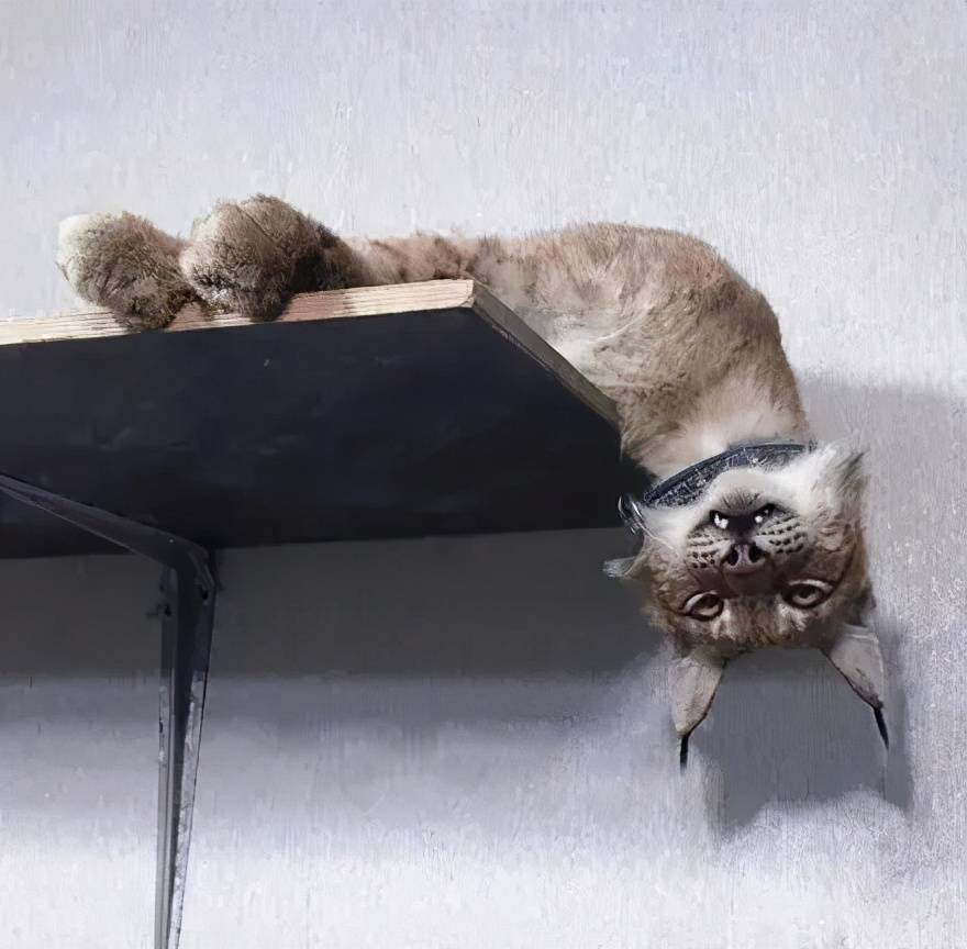 被6只哈士奇带大的猫长啥样,果然天底下就没有它们带不偏的动物