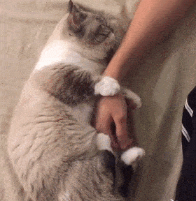 一组可爱温暖的猫咪图片:原来猫咪远比我们想象中的更依赖主人