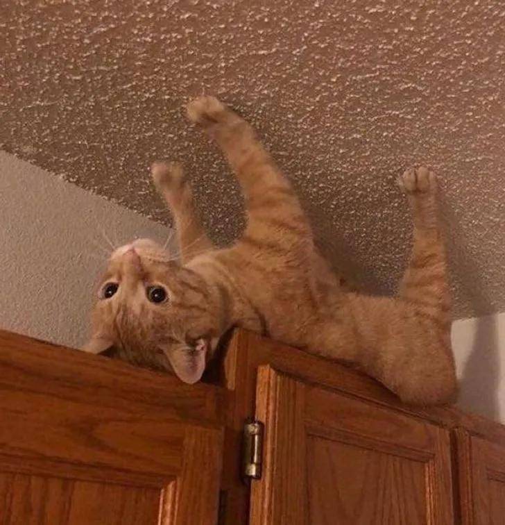 猫咪在家的迷惑行为大赏:论打发时间,我只服猫!