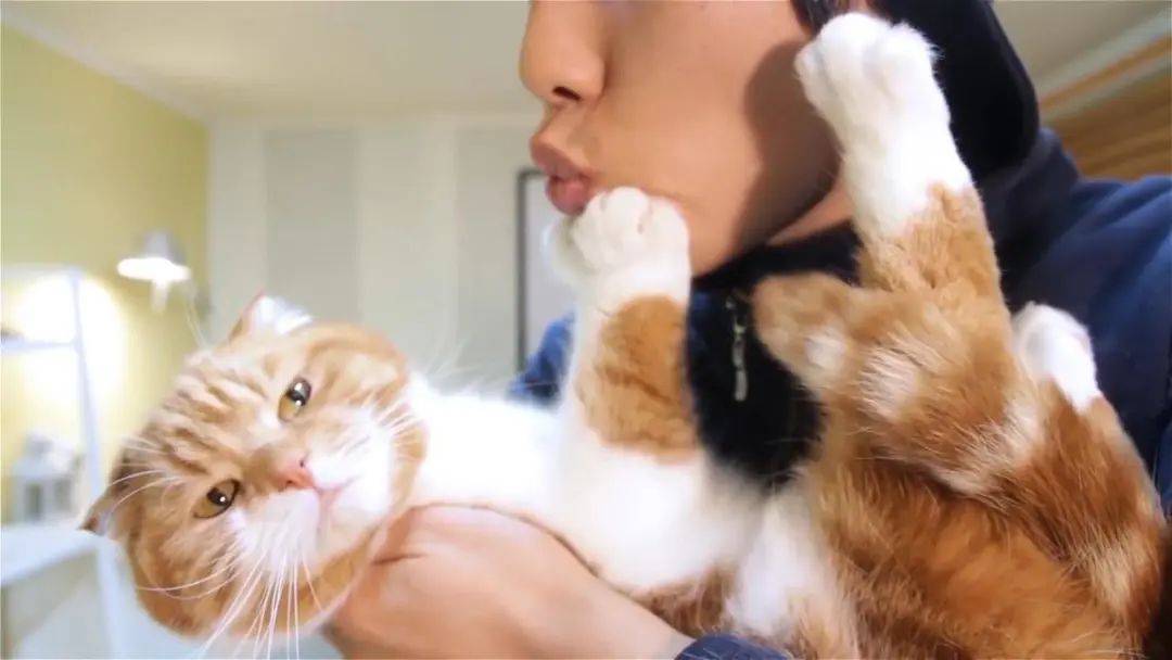 猫咪能感受到主人的不开心吗