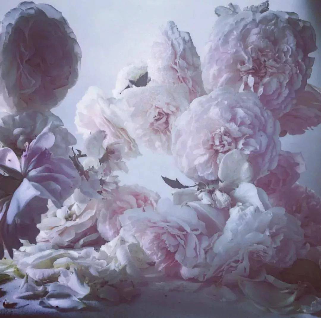 女人最好的姿态,是像花一样从容