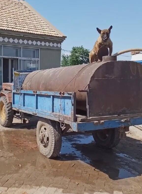 狗狗帮主人看守水车,高温脚板被烫焦,摊不上一个好主子!