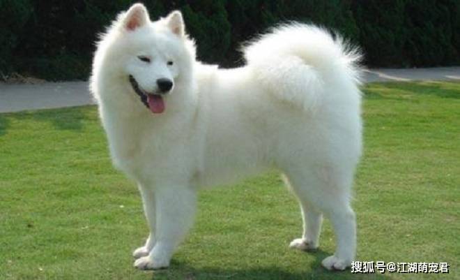 养了萨摩以后,我后悔了,因为它有7个缺点
