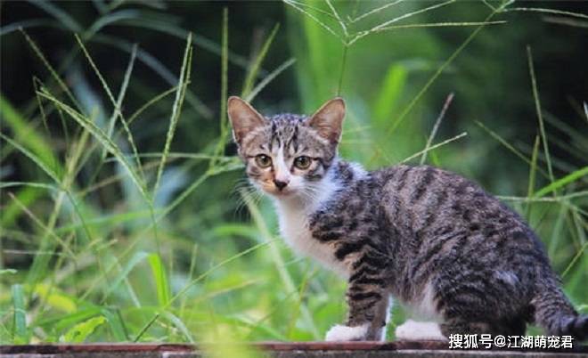 想养狸花猫吗?带你了解它的优点和缺点,希望你也喜欢它