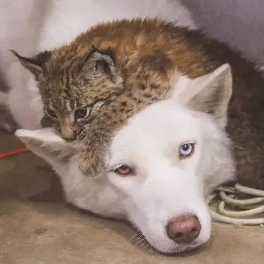 被6只哈士奇带大的猫长啥样,果然天底下就没有它们带不偏的动物