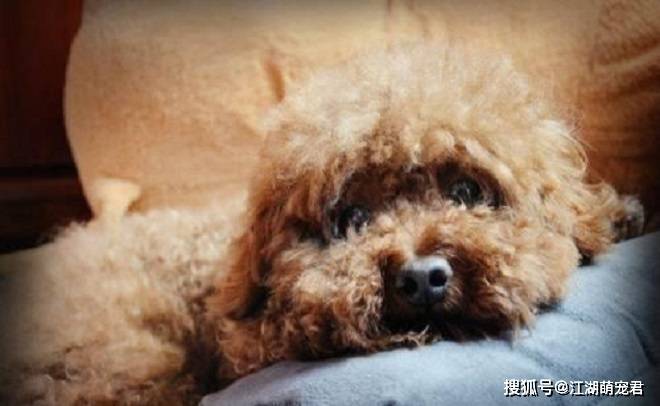 如果你打算养泰迪犬,这5件事情不要做,会伤害它